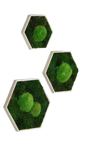 Gedankenwunder Manufaktur Bild Moosbild Hexagon Rahmen günstig online kaufen