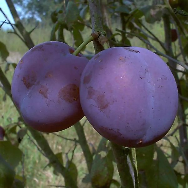 Zwetsche Bühler 100 - 120 cm Prunus domestica günstig online kaufen