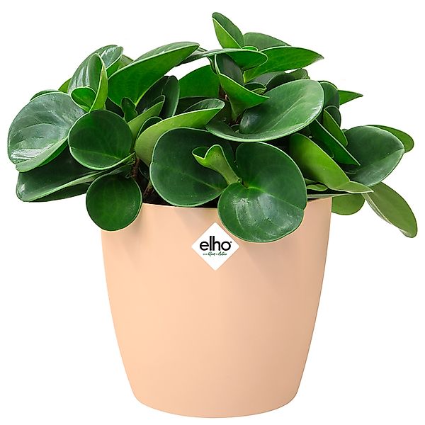Blumentopf Brussels Pfirsich 18x17cm 3,3L günstig online kaufen