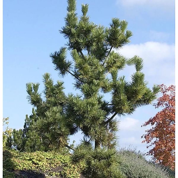 Japanische Schwarzkiefer 40-60cm - Pinus thunbergii günstig online kaufen