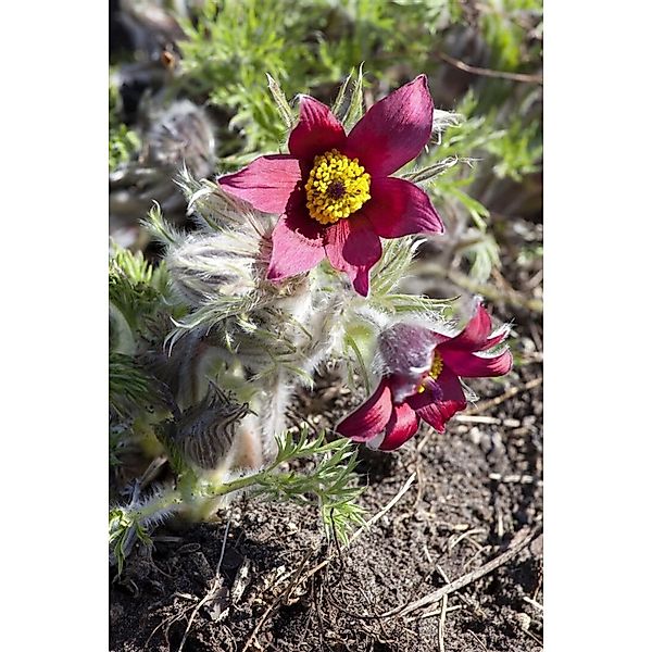 Pulsatilla Vulgaris Pinwheel Rot R Küchenschelle Ca. 9x9 cm Topf günstig online kaufen