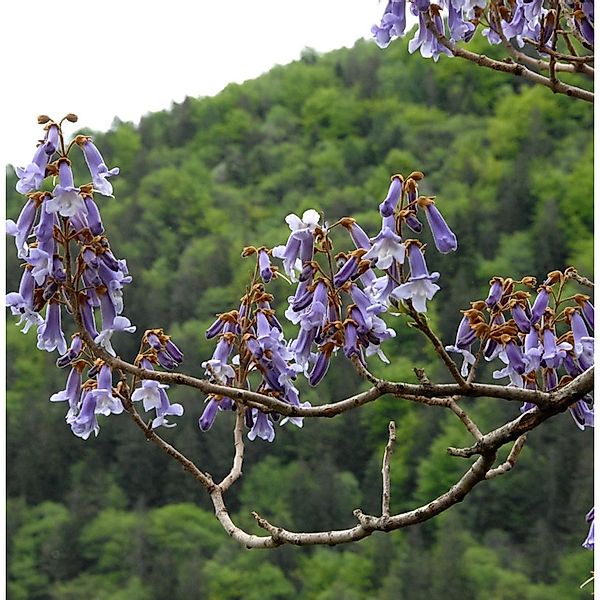 Blauglockenbaum Fast Blue 100-125cm - Paulownia fortunei günstig online kaufen