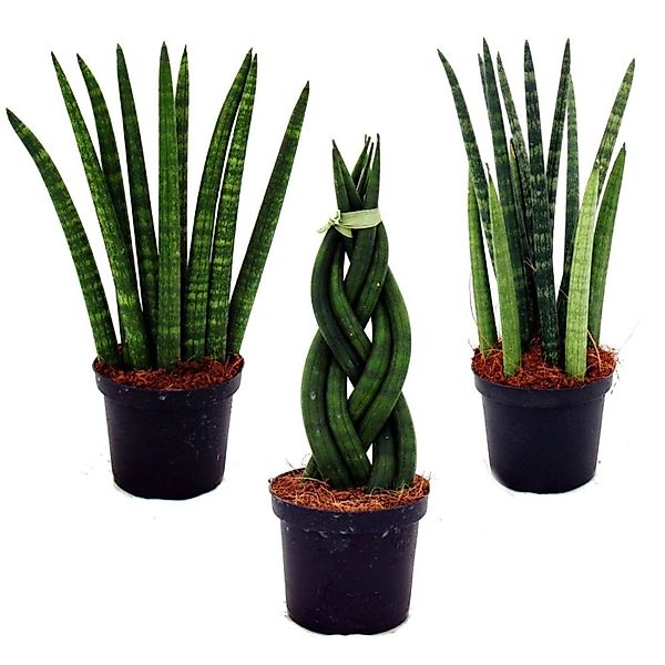 Exotenherz Kaktus Sansevieria cylindrica Pfiffiges 3er Set im 9cm Topf Boge günstig online kaufen
