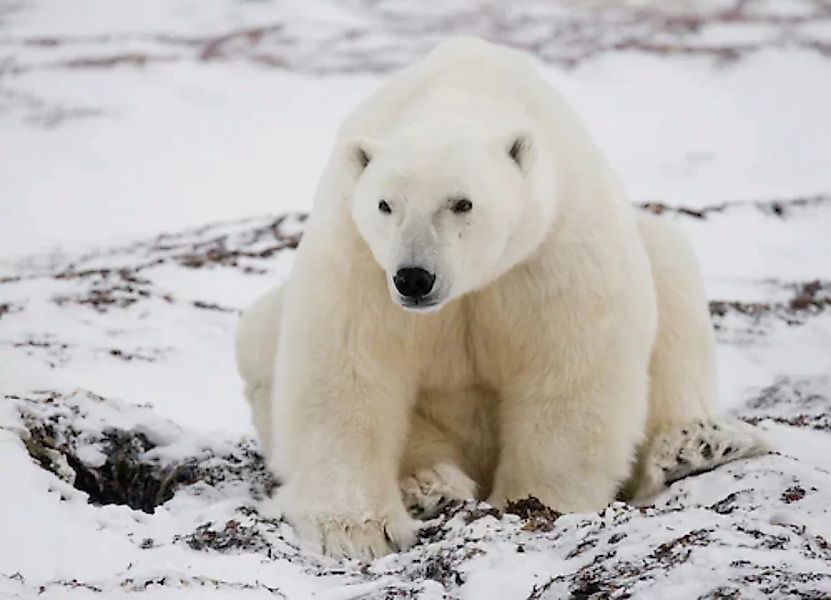 Papermoon Fototapete »Eisbär« günstig online kaufen