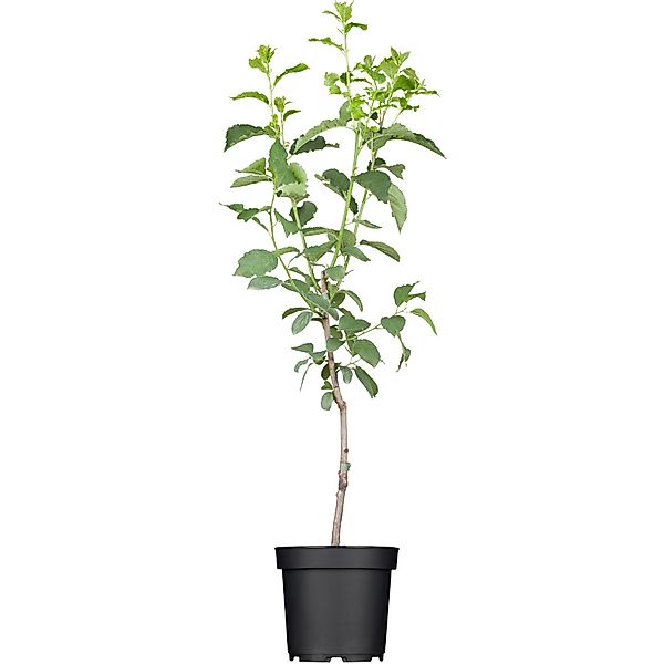 GROW by OBI Bio Pflaume Hauszwetsche Dunkelblau ca. 120-140 cm Topf ca. 7 l günstig online kaufen