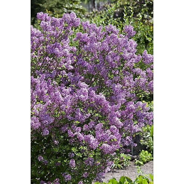 Syringa Meyeri Lillifee ® Zwergflieder Lila 30–40 cm günstig online kaufen