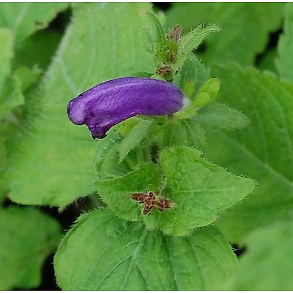 Otternkopf Blue Carpet - Strobilanthes atropurpureus günstig online kaufen