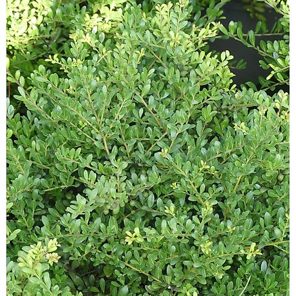 Japanische Stechpalme Tenno 20-25cm - Ilex crenata günstig online kaufen