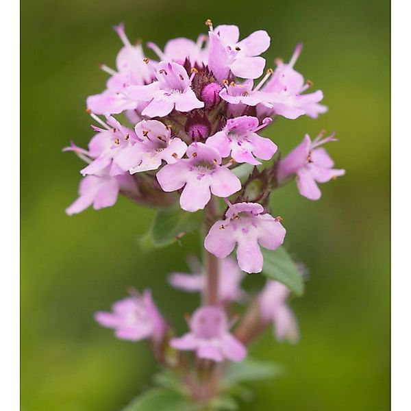 Zitronenquendel Elfin - Thymus praecox günstig online kaufen