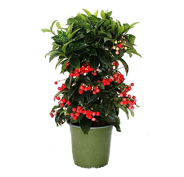 Exotenherz Beetpflanze Gewürzbeere Gekerbte Spitzblume Ardisia crenata 14cm günstig online kaufen