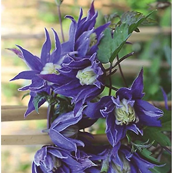 Frühe Alpen Waldrebe 40-60cm - Clematis macropetala günstig online kaufen