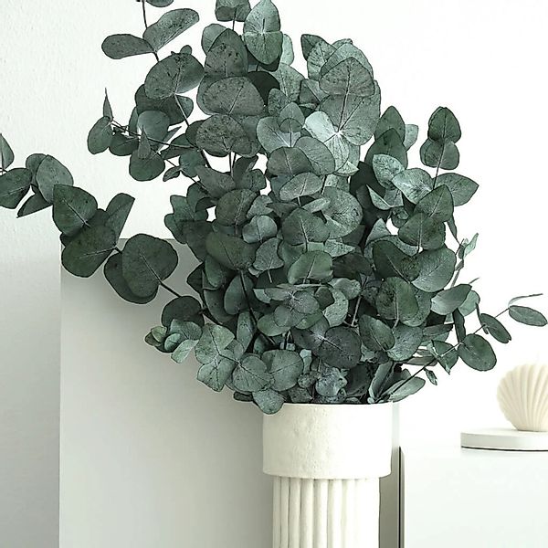 Lykke&You Konservierter Eukalyptus Cinerea günstig online kaufen