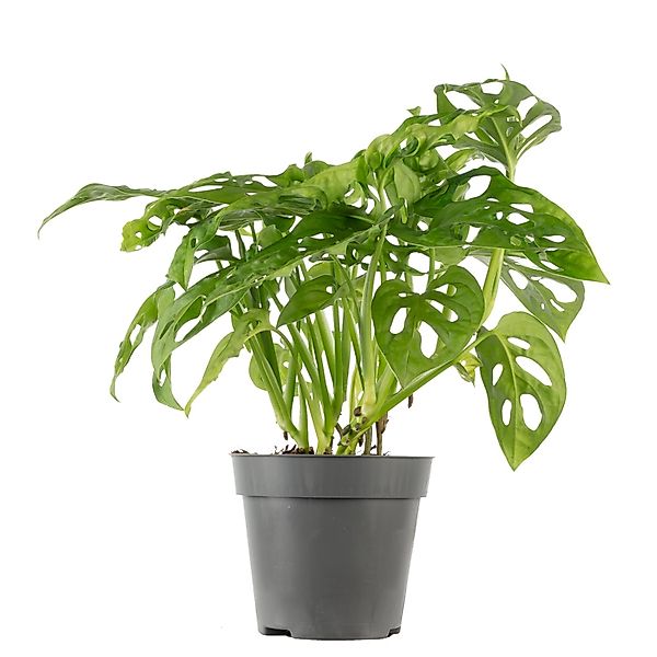 Flowerbox Zimmerpflanze Fensterblatt - Monstera 'Monkey', pflegeleicht - Hö günstig online kaufen