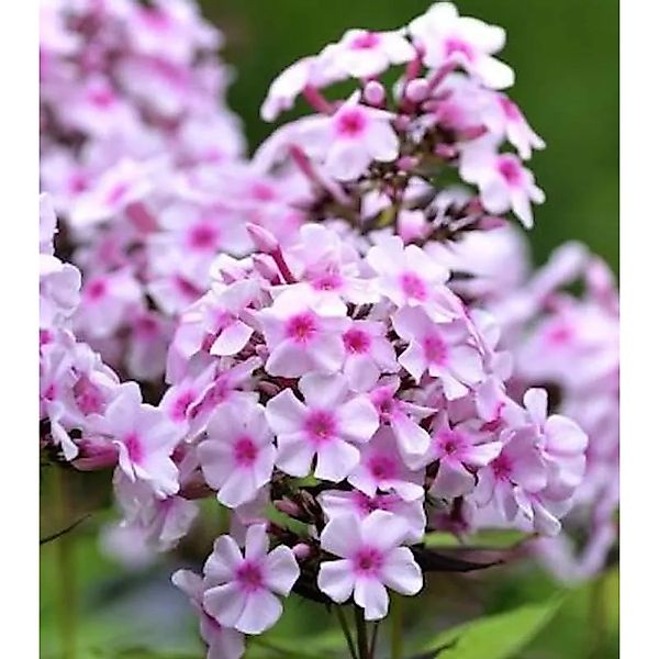 Wiesen Flammenblume Delta - Phlox Maculata günstig online kaufen