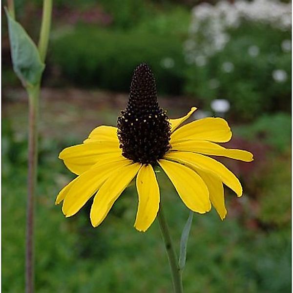 Riesen Sonnenhut - Rudbeckia maxima günstig online kaufen