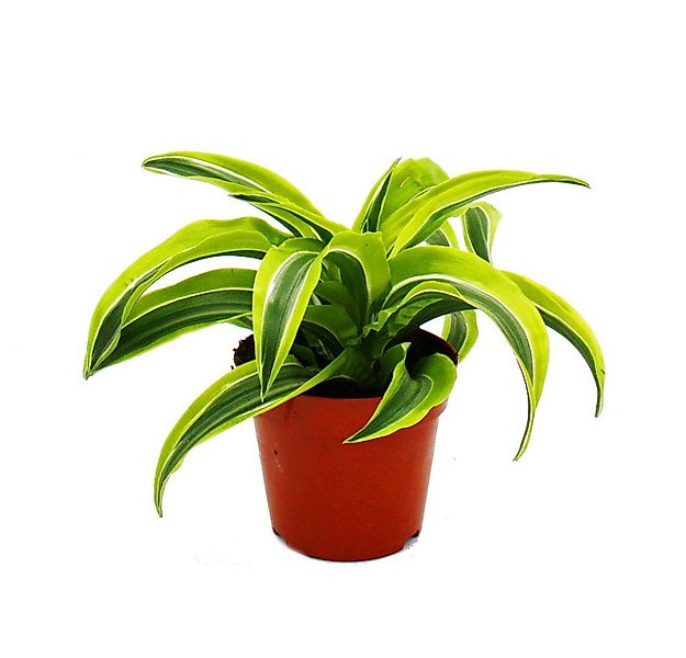 Exotenherz Zimmerpflanze Drachenbaum - Dracaena deremensis fragrans - 12cm günstig online kaufen