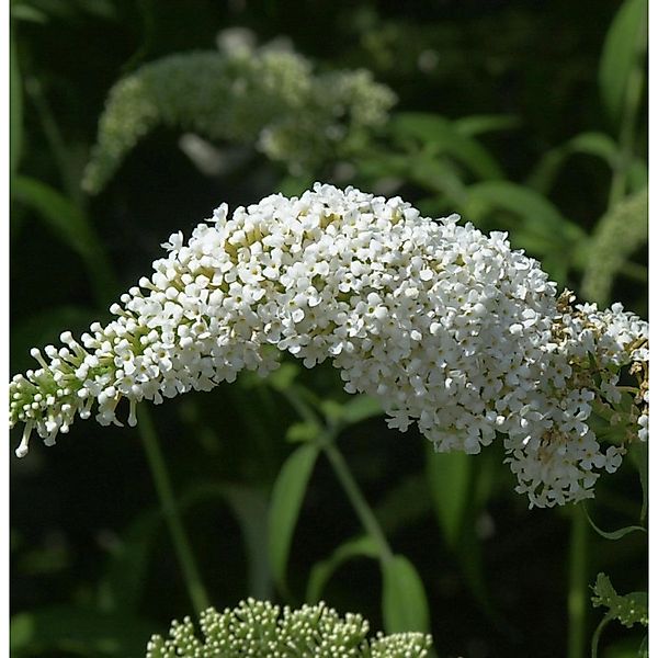 Schmetterlingsflieder Summer Bird White 30-40cm - Buddleja günstig online kaufen