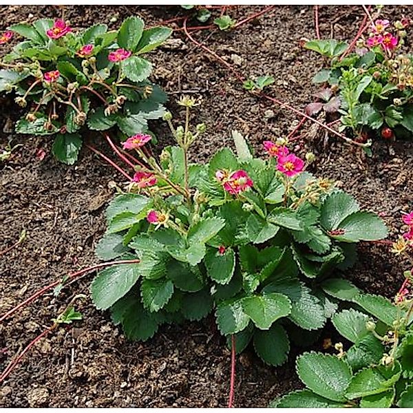 Garten Erdbeere Pink Panda - Fragaria ananassa günstig online kaufen