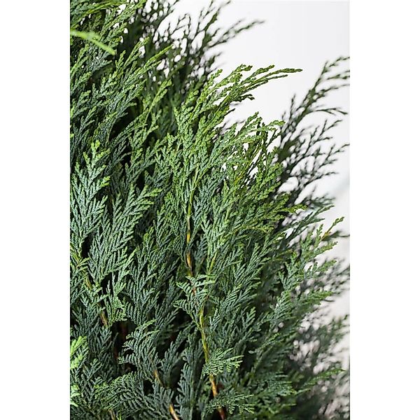 Chamaecyparis lawsoniana 'Columnaris' 60-80 cm günstig online kaufen