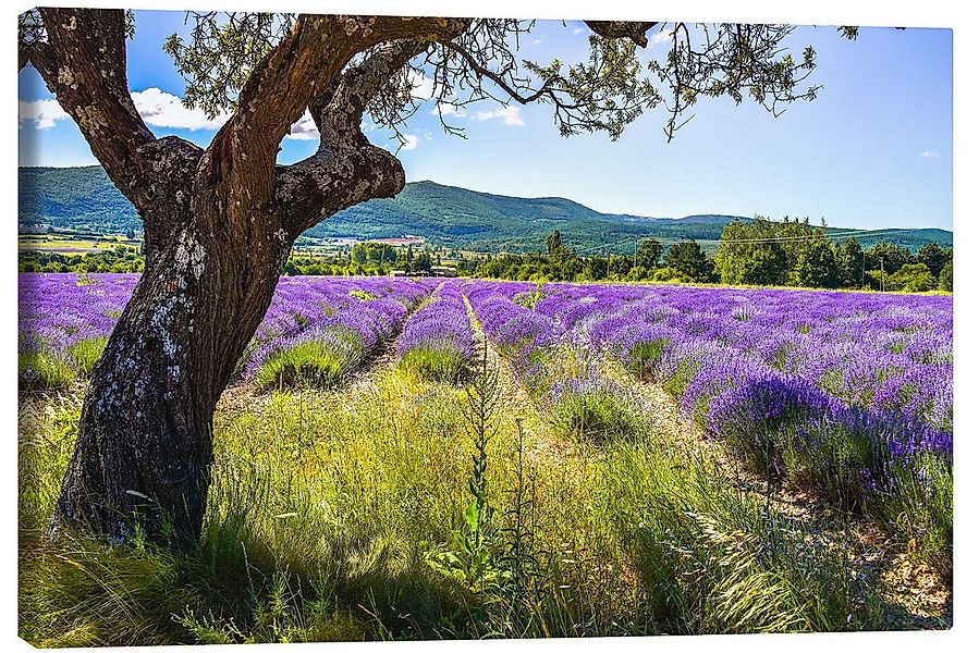 Posterlounge Wandbild Blick aufs Lavendelfeld, Jürgen Feuerer, erhältlich a günstig online kaufen