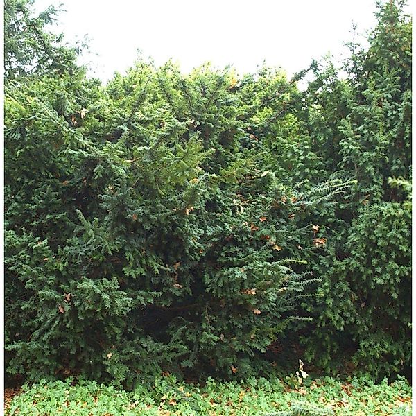 Goldgelbe Eibe Summergold 50-60cm - Taxus baccata günstig online kaufen