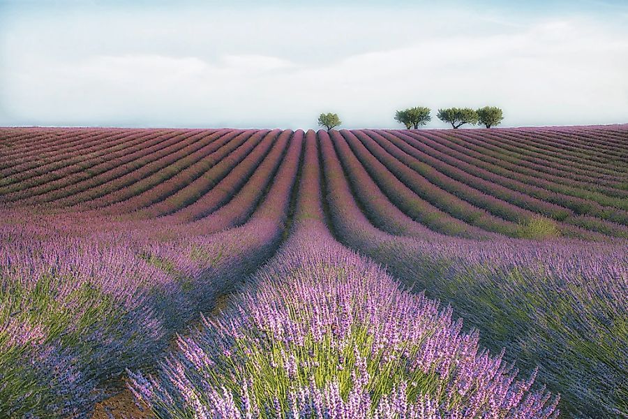 Papermoon Fototapete "Photo-Art MARGARITA CHERNILOVA, VELOURS DE LAVENDER" günstig online kaufen