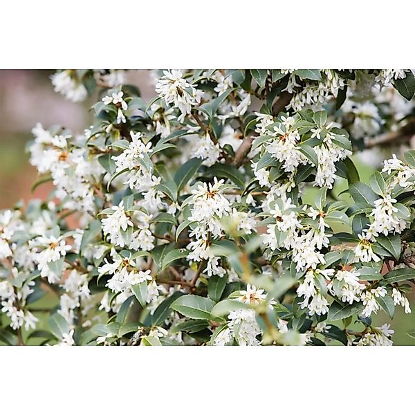 Osmanthus Burkwoodii Duftblüte Immergrün 40–60 cm günstig online kaufen