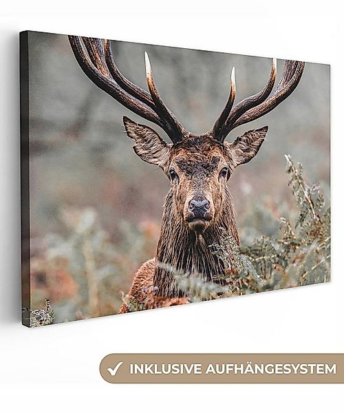 OneMillionCanvasses® Leinwandbild Hirsche - Natur - Herbst - Waldtiere, Fot günstig online kaufen