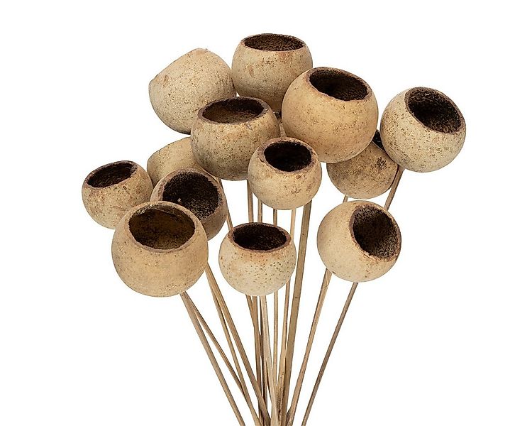 Trockenblume Bell Cup Natur Deko am Stiel Exoten 15 Stk, 15 Stück, Florists günstig online kaufen