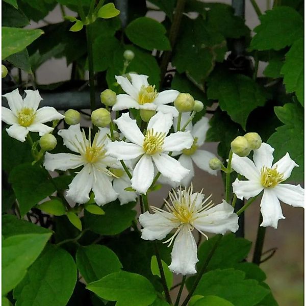 Waldrebe Summer Snow 125-150cm - Clematis günstig online kaufen