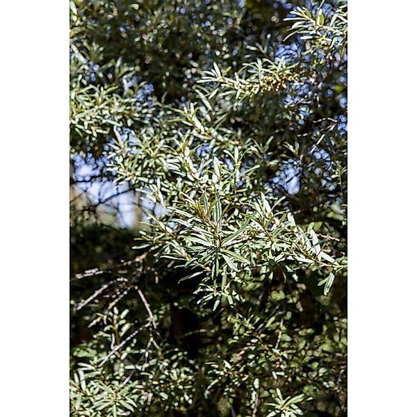 Hippophae Rhamnoides Hikul Sanddorn Kompakt 30–40 cm günstig online kaufen