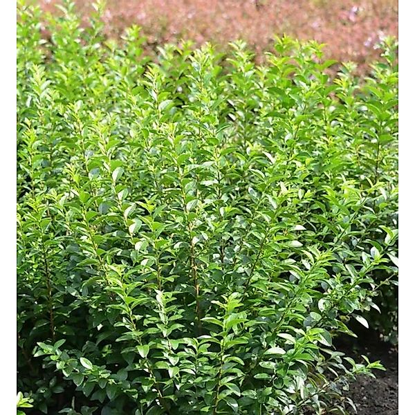 Liguster Green Diamond 25-30cm - Ligustrum ovalifolium günstig online kaufen
