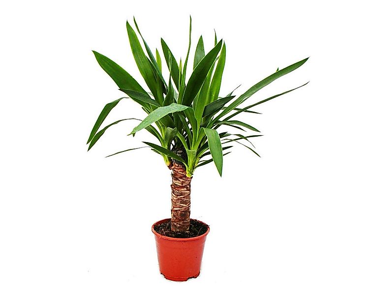 Exotenherz Zimmerpflanze Yucca Palme - Palmlilie -14cm Topf günstig online kaufen