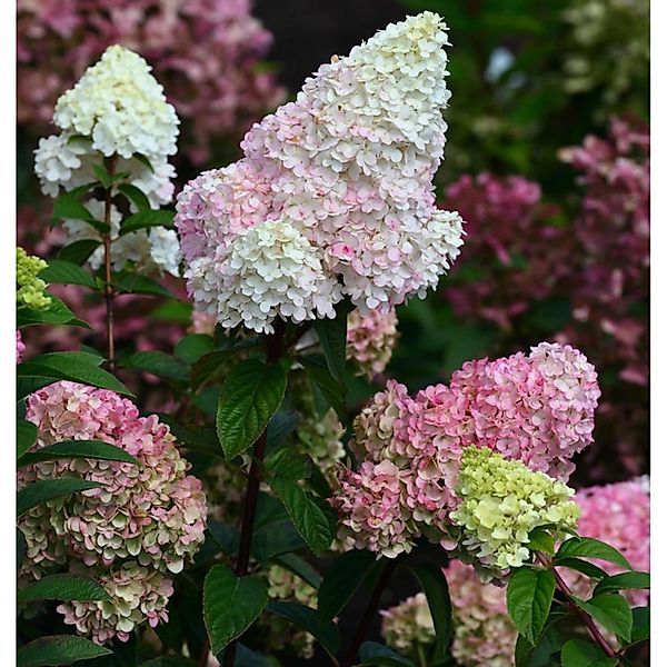 Rispenhortensie Strawberry Blossom80-100cm - Hydrangea paniculata günstig online kaufen