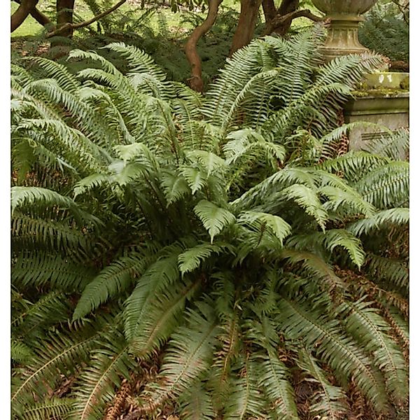 Schwertfarn - Polystichum munitum günstig online kaufen