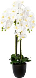 Kunstorchidee Phalaenopsis im Resintopf Orchidee Phalaenopsis, günstig online kaufen