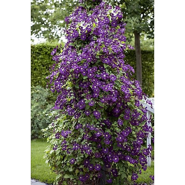 Clematis Viticella Polish Spirit Violett 80–100 cm günstig online kaufen