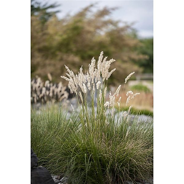 Festuca Gigantea Riesen-Schwingel Ca. 9x9 cm Topf günstig online kaufen