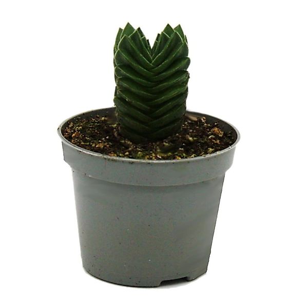 Exotenherz Kaktus Sukkulente - Crassula Buddhas Tempel - Mini-Dickblatt - 6 günstig online kaufen