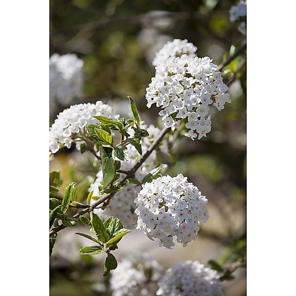 Viburnum Burkwoodii Anne Russel Duft-Schneeball Weiß-Rosa 40–60 cm günstig online kaufen