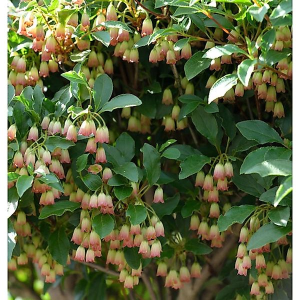 Prachtglocke Ruby Glow 40-60cm - Enkianthus campanulatus günstig online kaufen