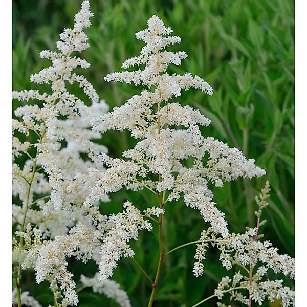 Prachtspiere Brautschleier - Astilbe arendsii günstig online kaufen