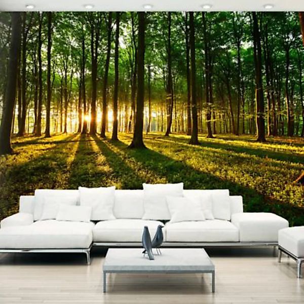 artgeist Fototapete Mystical Morning mehrfarbig Gr. 150 x 105 günstig online kaufen