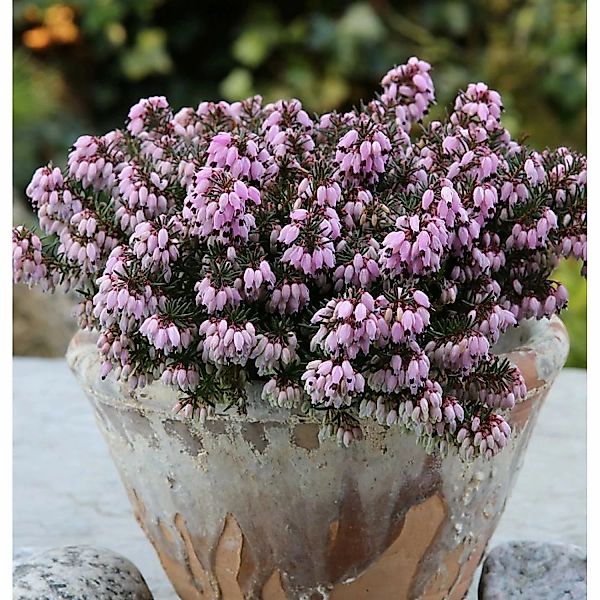 10x Winterheide Rosa Diamant - Erica carnea günstig online kaufen