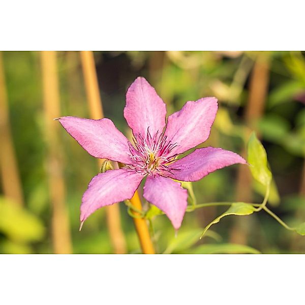 Clematis Hybride Giselle Waldrebe Rosa-Lila 60–100 cm günstig online kaufen