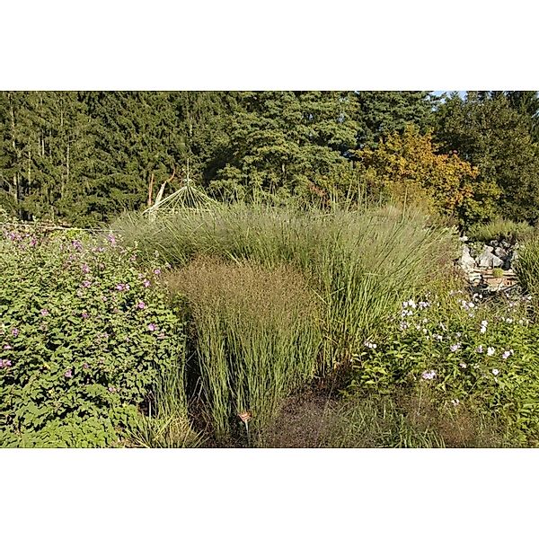 Panicum Virgatum Cloud Nine Rutenhirse Blaugrün 3-5 Liter Container günstig online kaufen