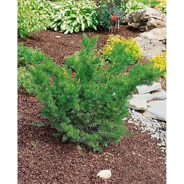 Taxus media 'Farmen' 25-30 cm günstig online kaufen
