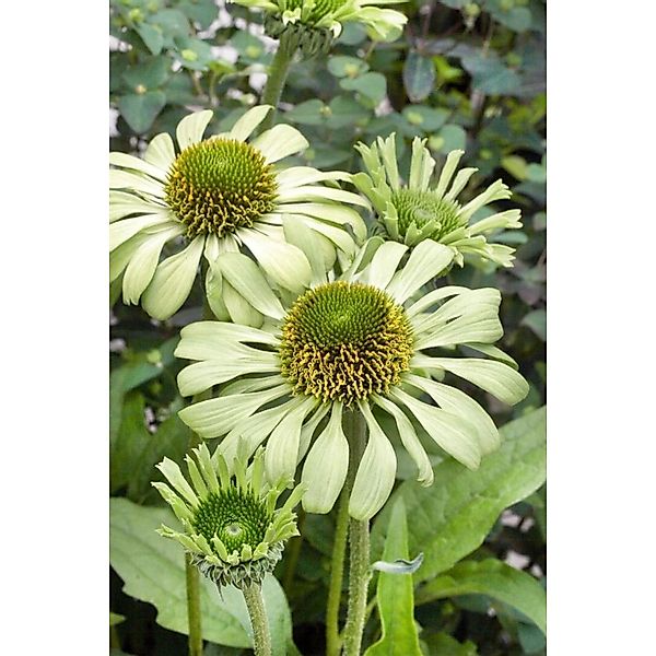 Echinacea Purpurea Green Jewel Roter Sonnenhut Ca. 11x11 cm Topf günstig online kaufen