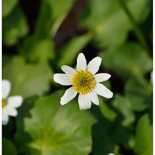 Garten Dotterblume - Caltha,eptosepala günstig online kaufen