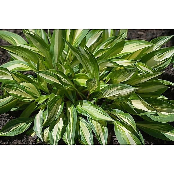 Hosta X Cult. Cherry Berry Ca. 11x11 cm Topf günstig online kaufen